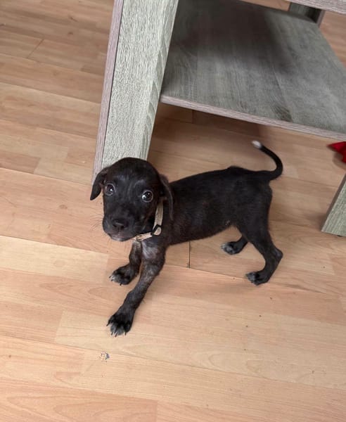 Kumo, Mâle, X Berger, né le 15/05/2026 🐶