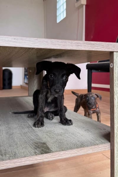 Kumo, Mâle, X Berger, né le 15/05/2026 🐶