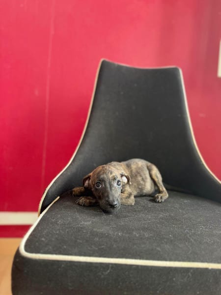 Kaori, Femelle, X Berger, née le 15/05/2026 🐶