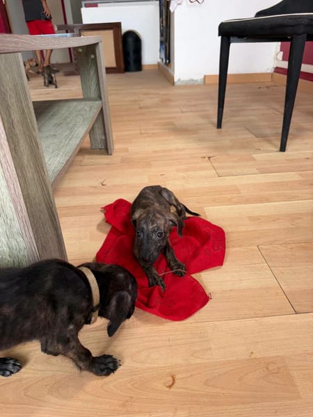 Kaori, Femelle, X Berger, née le 15/05/2026 🐶
