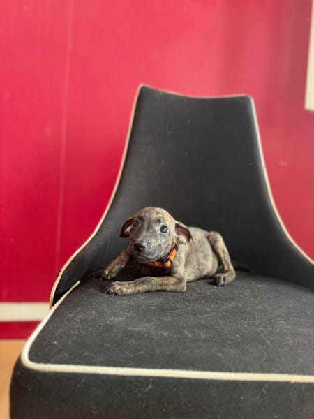 Kaori, Femelle, X Berger, née le 15/05/2026 🐶