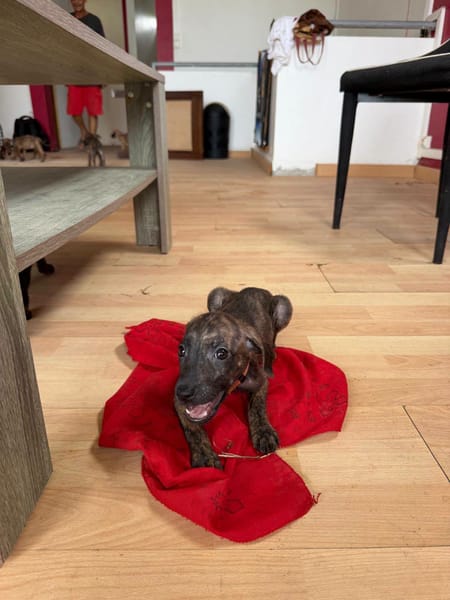 Kaori, Femelle, X Berger, née le 15/05/2026 🐶