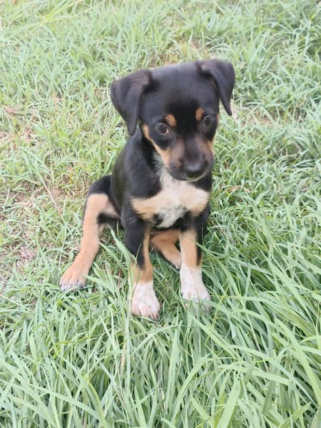 Hakuna, Femelle, X Berger, née le 01/06/2026 🐶
