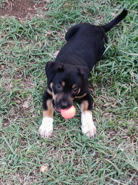 Hakuna, Femelle, X Berger, née le 01/06/2026 🐶