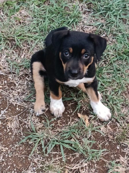 Hakuna, Femelle, X Berger, née le 01/06/2026 🐶