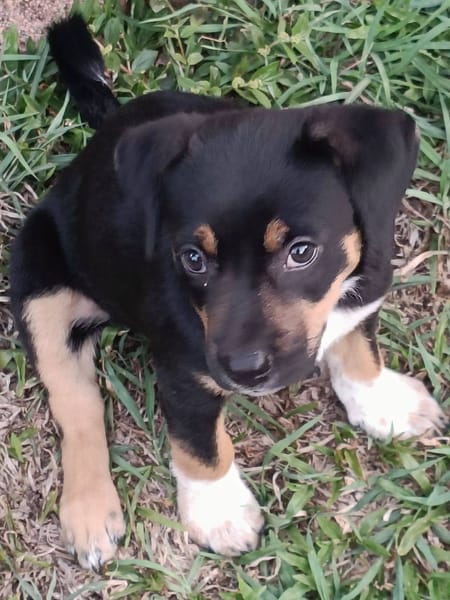 Hakuna, Femelle, X Berger, née le 01/06/2026 🐶