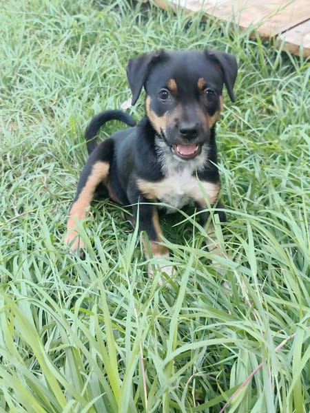 Hakuna, Femelle, X Berger, née le 01/06/2026 🐶