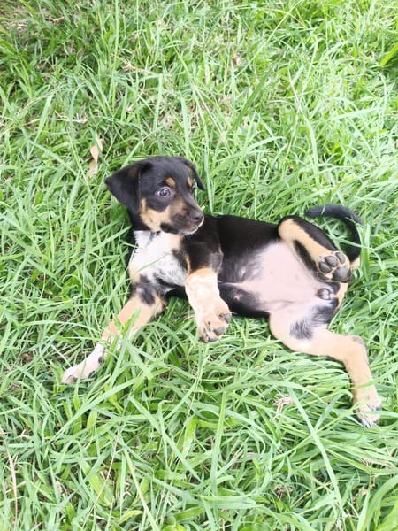 Hakuna, Femelle, X Berger, née le 01/06/2026 🐶