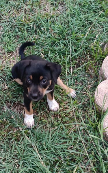 Hakuna, Femelle, X Berger, née le 01/06/2026 🐶