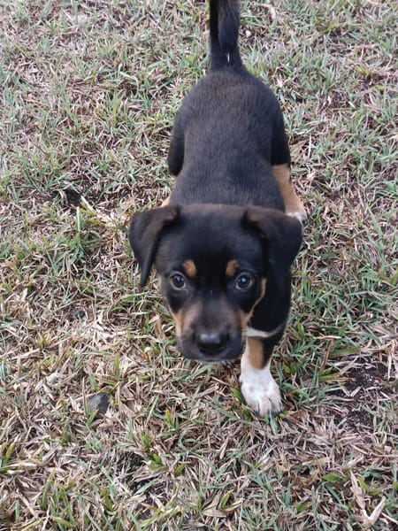 Hakuna, Femelle, X Berger, née le 01/06/2026 🐶