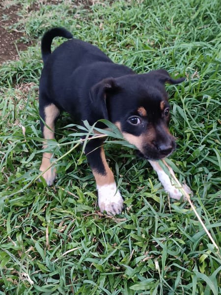 Hakuna, Femelle, X Berger, née le 01/06/2026 🐶