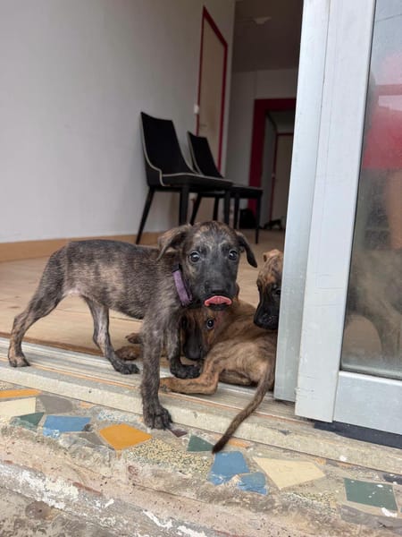 Fifa, Femelle, X Berger, née le 15/05/2026 🐶