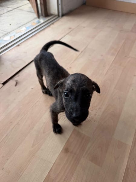 Fifa, Femelle, X Berger, née le 15/05/2026 🐶