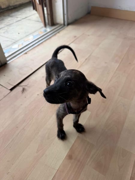 Fifa, Femelle, X Berger, née le 15/05/2026 🐶
