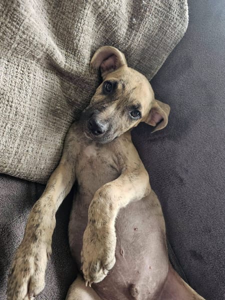 Fenzo, Mâle, X Berger, né le 24/04/2026 🐶