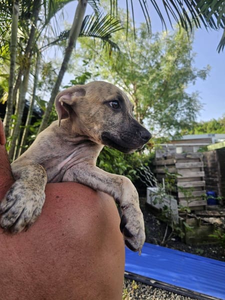 Fenzo, Mâle, X Berger, né le 24/04/2026 🐶