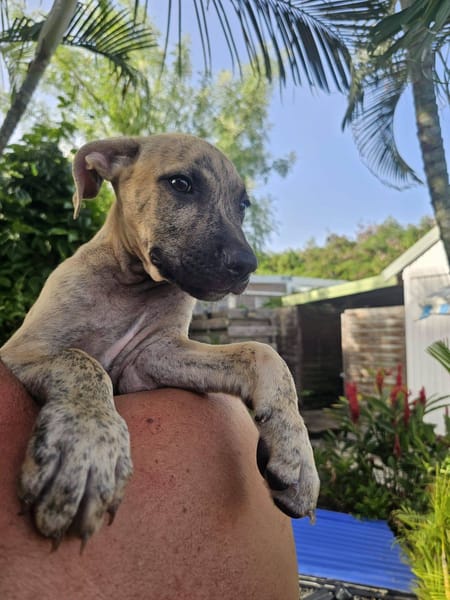 Fenzo, Mâle, X Berger, né le 24/04/2026 🐶
