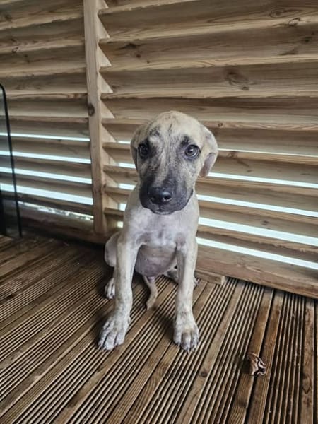 Fenzo, Mâle, X Berger, né le 24/04/2026 🐶
