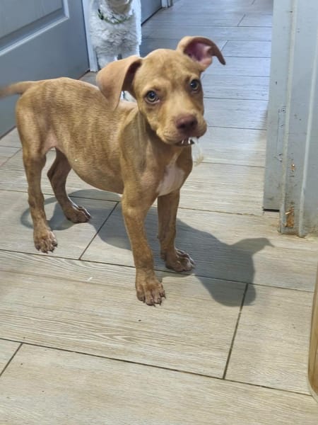 Bubble, Mâle, X Berger, né le 15/04/2026 🐶