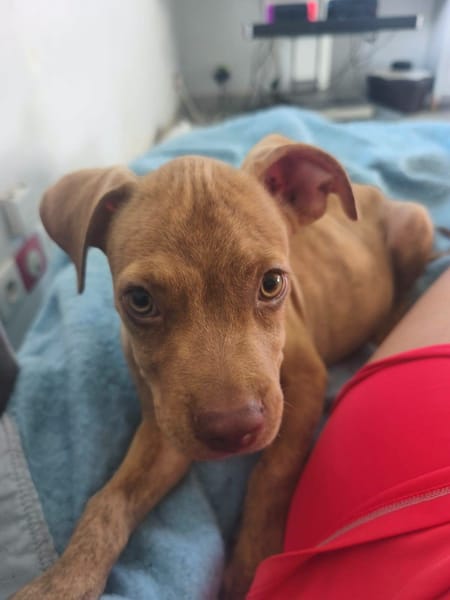 Bubble, Mâle, X Berger, né le 15/04/2026 🐶