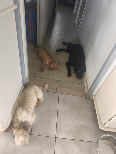 Bubble, Mâle, X Berger, né le 15/04/2026 🐶