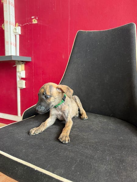 Bingo, Mâle, X Berger, né le 15/05/2026 🐶