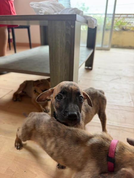 Bingo, Mâle, X Berger, né le 15/05/2026 🐶