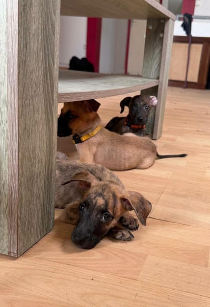 Bingo, Mâle, X Berger, né le 15/05/2026 🐶