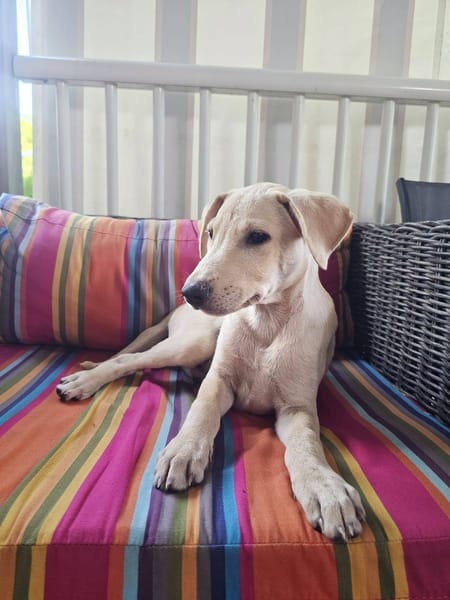Bao, Mâle, X Berger, né le 24/04/2026 🐶