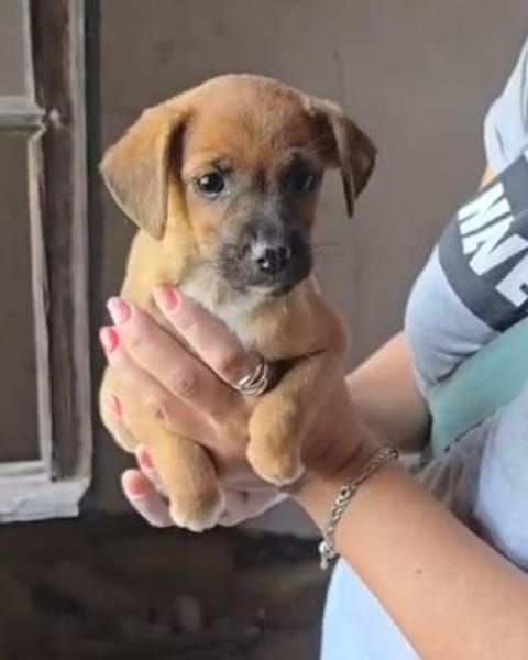 Welpe Nanni sucht ein Zuhause