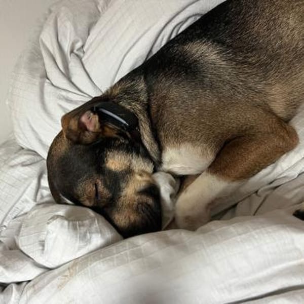 Miro - der charmante Gartenflitzer