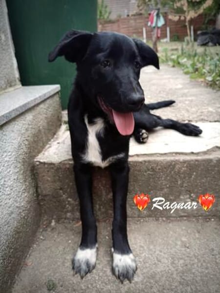 Ragnar, ist ein kleines bisschen schüchtern