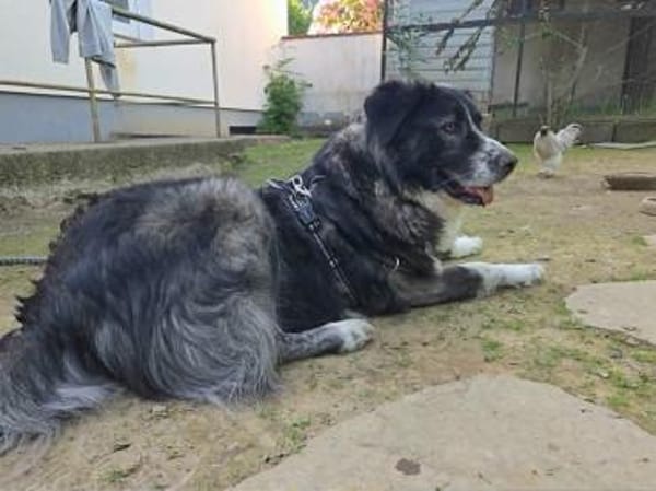 Anima, Schönheit sucht Körbchen