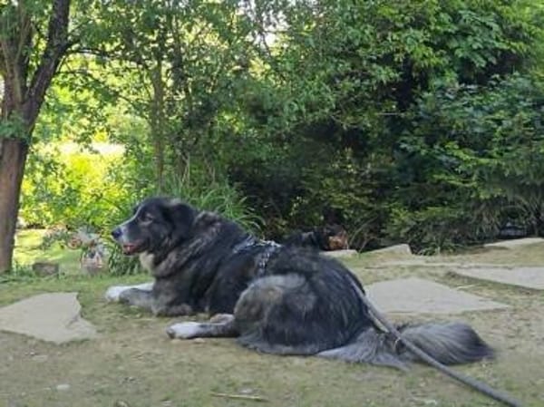 Anima, Schönheit sucht Körbchen