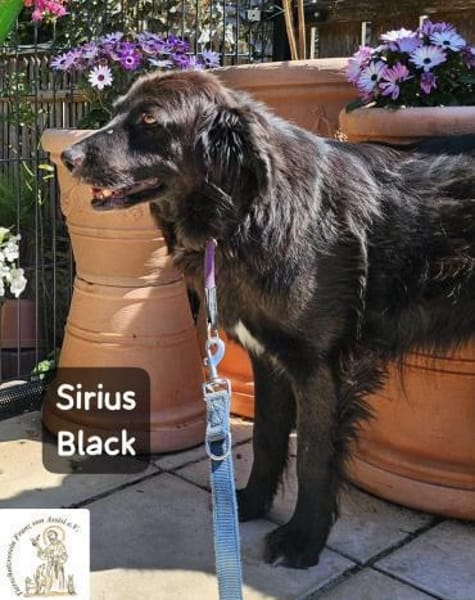 Sirius Black  Vier Pfoten, die ...