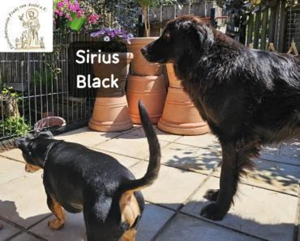 Sirius Black  Vier Pfoten, die ...