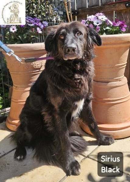 Sirius Black  Vier Pfoten, die ...