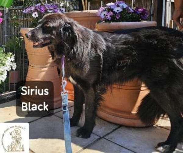 Sirius Black  Vier Pfoten, die ...