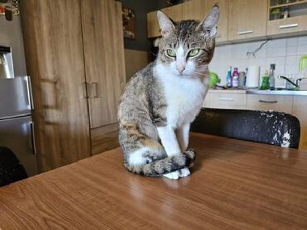 Die Brüder Tito und Toto Fiv+, unser DreamTeam
