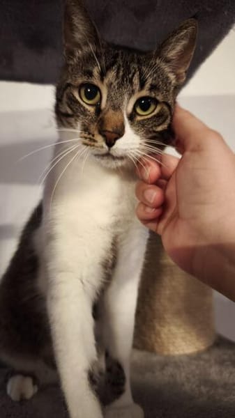 Die Brüder Tito und Toto Fiv+, unser DreamTeam