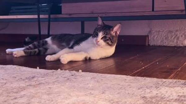 Die Brüder Tito und Toto Fiv+, unser DreamTeam
