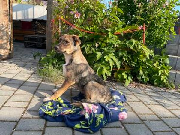Freundlicher, verspielter Welpe Justus