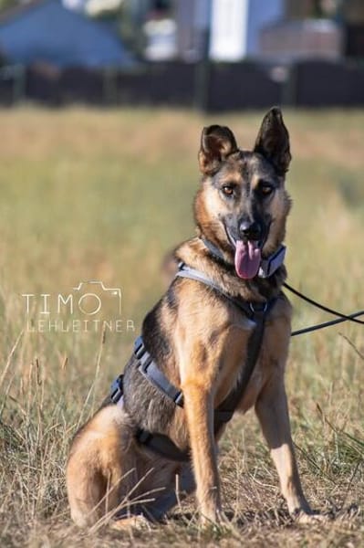 Mora 1-2 j. 53 cm Schäferhund o. Mix