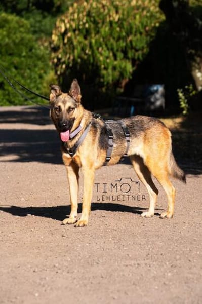 Mora 1-2 j. 53 cm Schäferhund o. Mix