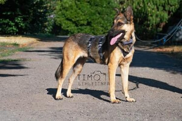 Mora 1-2 j. 53 cm Schäferhund o. Mix