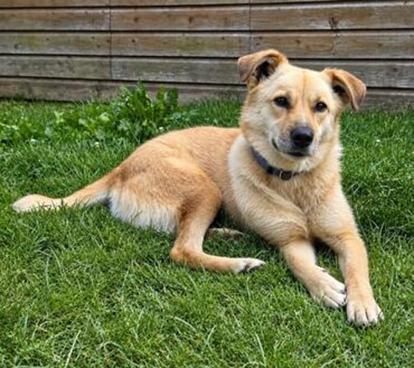 Thaia 55 cm 7 Jahre