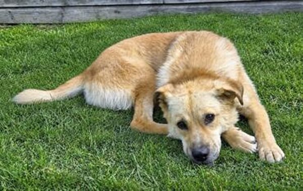 Thaia 55 cm 7 Jahre