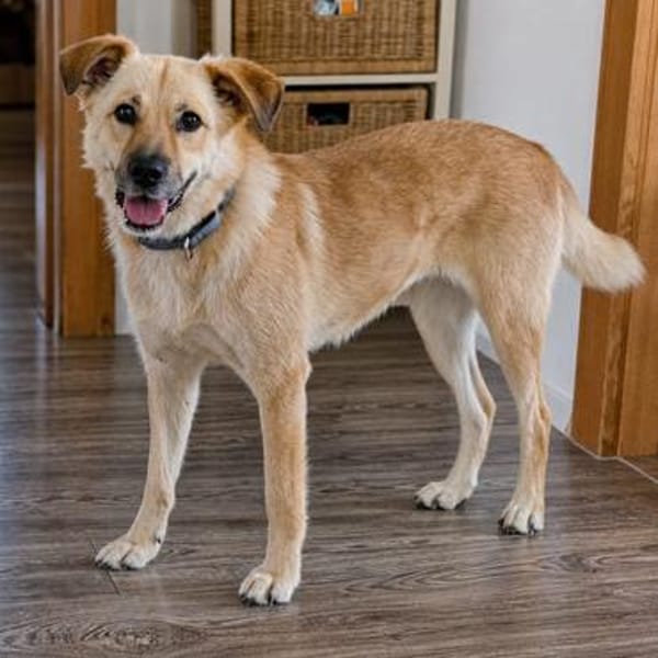 Thaia 55 cm 7 Jahre