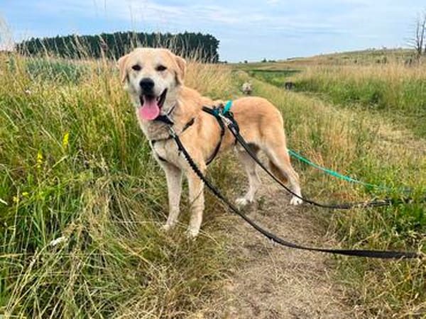 Scooby - voller Lebensfreude