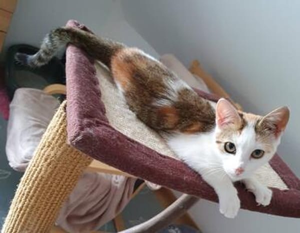 Liebes, dreifarbiges Kitten sucht Gesellschaft